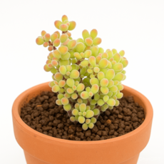 핑크글로보섬(슈퍼글로보섬)- 탕후루나무 설탕나무 소형종나무 분재같은식물 홈가드닝 선인장 키우기쉬운 아프리카 공기정화식물 특이한 귀여운 예쁜 희귀한 인테리어 생일 승진 개업선물용식물, 1개, 단일