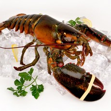 훈훈수산 활 랍스터 항공직송 랍스타 바닷가재, 1개, @활랍스터 600g 내외 1마리