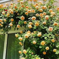 주택담장 전원주택 울타리 테라스 주택 팬스 휀스 난간펜스, G. 공주 어머니 묘목 1.6m