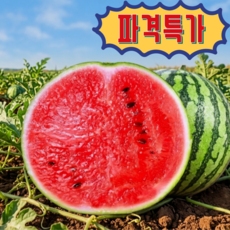 [당도선별] 달콤 시원한 촉촉한 산지직송 고당도 꿀 수박, 1개, 5kg
