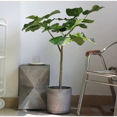 霏霏園藝愛心榕含盆特價 室內外盆栽植物 愛心葉片觀賞性佳, 1個