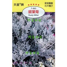 天星牌 銀葉菊 Dusty Miller 種子 野菜部屋 Y68 家庭園藝, 1包