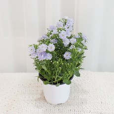 갑조네 장미캄파눌라 더블캄파눌라 그레이스 겹꽃 꽃모종, 장미캄파눌라(소품), 1개