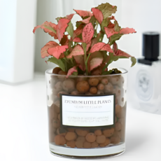 피오그린 천연 가습기 원통유리 하이드로볼 수경세트 공기정화식물 거실인테리어, 1개, 4 레드스타