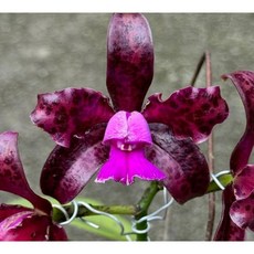 Cattleya guttata原種嘉德麗蘭/花會香/蠟質原種/大型植株/成株很貴/1.7吋, 1個