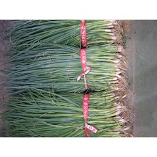 국내산 쪽파 대용 실파, 1kg, 1개