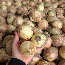 25년 양파 국내산 햇양파 작은크기 양파(소), 양파 소 10kg, 1개