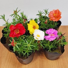 채송화 겹 채송화세트 꽃 색깔이 다양한 채송화 모음, 겹채송화1개, 1개