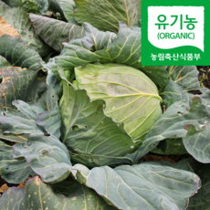 [당일수확] 국내산 제주 유기농 친환경 양배추, 1개, 3kg