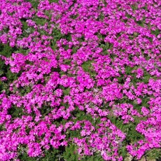 꽃잔디 모종 홍설 모종 포트묘 정원 다년초 노지월동 야생화 남서울식물원, 4개, 단일