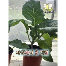 (케일화분 중 1개 알x) 배추흰나비 케일키우기 초식반려동물 먹이케일 곤충키우기 토끼 닭 기니피그 햄스터 달팽이 거북이 초등과학 유치원수업, 먹이용케일 1개