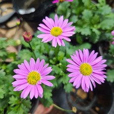 안녕두구동 사계국화 분홍 1+1 노지월동 야생화, 1개