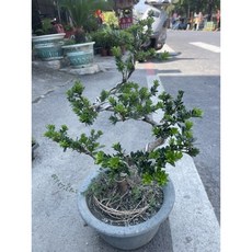 霏霏園藝金剛鑽羅漢松（嫁接）盆栽 居家綠植 造型優美 易於照料, 1個