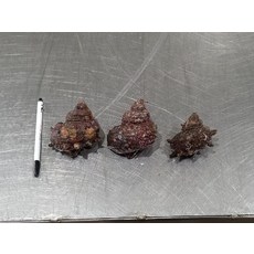 자연산 뿔소라 1kg 6미내외, 1