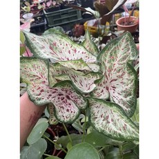 霏霏園藝 最新品種彩葉芋 變色盆栽 5吋盆栽 色彩豐富 易於照護, 1個