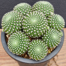 [다봉스] 레드파이 선인장 빨강꽃 랜덤발송 1개