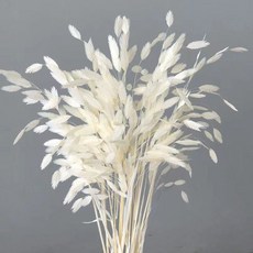 小盼草 永生花 真花 幹花 雲南工廠材料 家居裝飾, 白色（漂色10支）