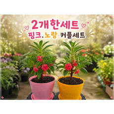 봉선화화분2개세트 봉선화화분 봉선화키우기 꽃봉선화 봉선화꽃 실패없는 식집사 분갈이 필요없는 미니 봉선화 반려식물 생화 화분 세트 봉선화키우기 꽃봉선화, 1개