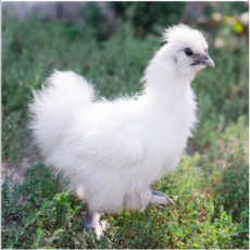 (부화알) 백봉 오골계 - 유정란 10개