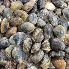 국내산 활바지락 1kg 110미내외 다이버 당일조업 해감 바지락, 1개, 활바지락 1kg(110미 내외)