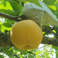 가정용 햇배(신고) 3kg 6-10개 (과당 300g-500g) (Araium), 가정용 햇배(신고) 3kg 6-10개 (과당 300g-