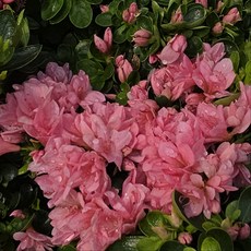 철쭉 방울 철죽 방울철쭉 꽃 화분 봄꽃 건돌이식물원, 1개, 기본