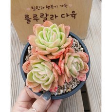 [룰루랄라다육][랜덤]다육식물 라즈아가 군생, 1개