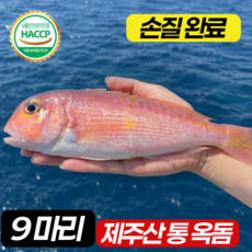 조에농원 당일발송 제주도 손질 통 옥돔, 1박스, 통옥돔 9마리(1.2kg이상)