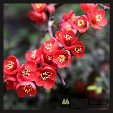 (나무농장) 명자(흑광) 키 60cm 내외 분, 1개