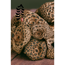 [능이원] 자연산 무농약 능이버섯 건조 특A급 (100g) 백숙용 능이버섯전문점용, 1개, 100g