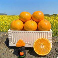 [농장직송]새콤달콤 초고당도 프리미엄 제주 천혜향, 1개, 2kg