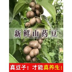 허난 교주 철스틱 얌 풀 파운드, 3진 1.5cm이상, 1개