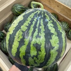 맛있는 과일 고급 제철 못난이 수박 4kg 여름 간식 풍부한 맛과 영양 선물, 1개