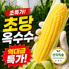 [초특가] 아삭달콤 초당옥수수 국내산 제철 햇옥수수, 1개, 햇초당옥수수 중품 5개 (가볍게)