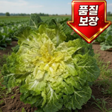 제철 봄동 국내산 배추 프레시, 1kg, 1개