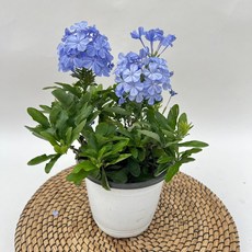 에덴플랜트 푸름바고 중품 플럼바고 하늘색꽃 야생화 노지월동 화단 정원꾸미기 꽃식물 감성식물, 1개