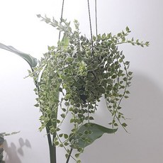 밀레니엄하트칼라 거실인테리어식물 공기정화식물, 단품, 1개