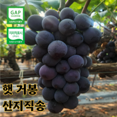 포도 국내산 씨없는 거봉포도 산지직송 고당도 김천 거봉, 1박스, 500g(알송이)