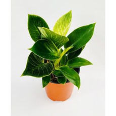 필로덴드론 버킨 소품 무늬콩고 공기정화식물 반려식물 플랜테리어, 1개