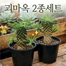 매혹 다육이 시리즈, 4번 (괴마옥 2개세트)