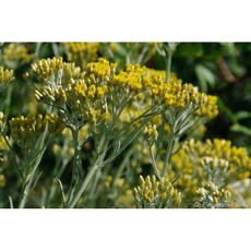 苞葉永久花純精油 Helichrysum bracteiferum, 1個, 30ml