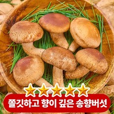 쫄깃하고 향이 깊은 2등급 프리미엄 국내산 송향버섯 송화 고급 버섯, 1박스, 2kg(50~70개 내외)