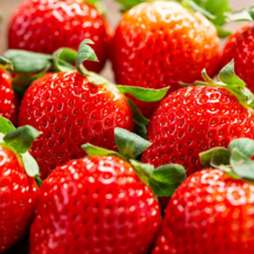 [산지직송] 겨울 하우스 설향딸기 겨울 제철 국내산 생딸기, 1개, 대과(15과/350g 내외) 1팩