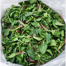 국내산 싱싱한 노지 취나물 봄나물 부지깽이 제철 나물 500g 1kg