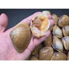 싱싱 국내산 생물 명주조개 1kg 진한 국물 황금빛 조개, 1세트