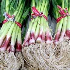 남해 제주 햇 노지 풋마늘 잎마늘 1kg내외 한단, 1개, 1kg(1차세척)