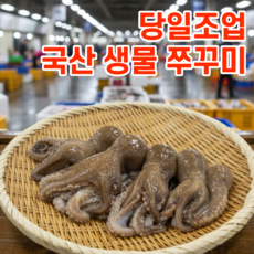 [당일새벽조업]국산 제철 활 알쭈꾸미 생물, 1박스, 1kg