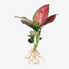 글라스가든 뿌리 흙 세척 엔젤 아글레오네마 1뿌리 수경재배 수중 실내공기정화 키우기 쉬운 식물 키우기, 5개