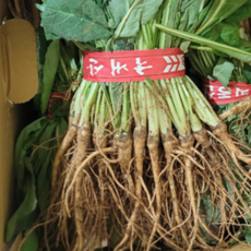 국내산 생 고들빼기 1단(350g) 2단(750g) 3단(1.2kg) 당일수확 산지직송 김치재료 꼬들빼기, 1개, 350g