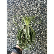 空氣鳳梨 觀賞植物